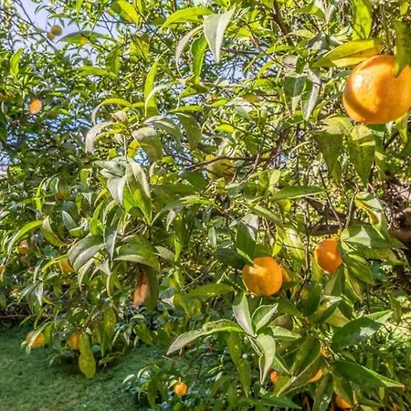 Apartment Rapallo, A Due Passi Dal Mare Con Veranda E Giardino! Rapallo